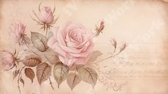 a pink rose with leaves on an old paper background