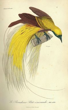 an illustration of a bird with yellow feathers