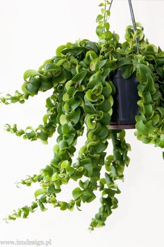 a potted plant with green leaves hanging from it's side