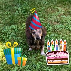 a dog sitting in the grass next to a birthday cake and gift boxes with candles