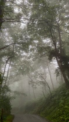 a foggy road in the middle of a forest