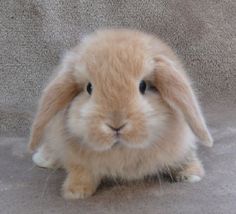 a small brown rabbit sitting on top of a couch