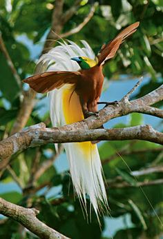 a colorful bird perched on top of a tree branch with its wings spread out in the air