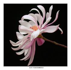 a white and pink flower on a black background