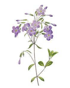 an illustration of purple flowers with green leaves