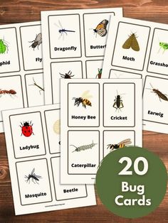 four different bugs and insects cards with the words, realistic bug & insect images on them