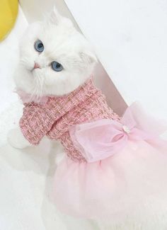 a white cat with blue eyes wearing a pink sweater and tutu skirt sitting in front of a banana