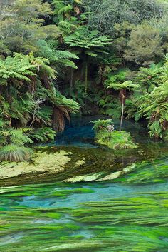 the water is blue and green with algae on it's bottom, surrounded by trees