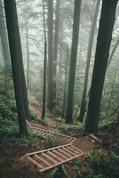 a wooden path in the woods on a foggy day