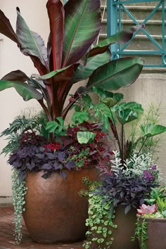 two large potted plants sitting next to each other