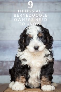 a black and white puppy sitting on top of a wooden floor with the words 9 things all bernedoodle owners need to know