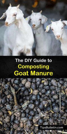 the diy guide to composting goat manure