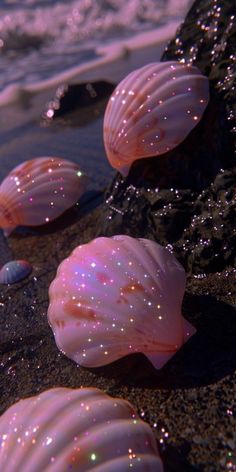 pink seashells sitting on the sand at the beach