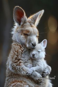 a baby kangaroo cuddles with its mother