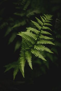 a green fern leaf in the dark