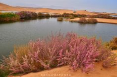 a pond surrounded by sand dunes and pink flowers