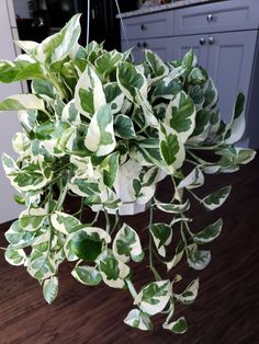 a potted plant with green leaves hanging from it's side on a kitchen counter