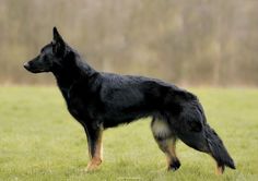 a large black and brown dog standing on top of a lush green grass covered field