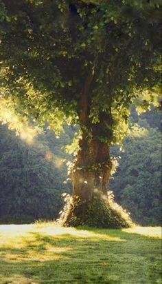 a large tree in the middle of a field with sunlight coming through it's leaves