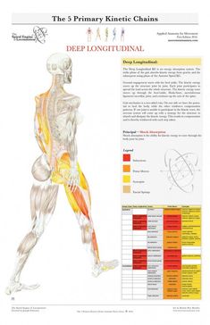 Body Diagram, Yoga Anatomy, Body Joints, Sports Massage, Massage Benefits, The Spiral, Muscle Body