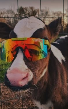 a brown and white cow with sunglasses on it's head standing in front of a fence