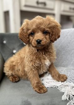 a small brown dog sitting on top of a gray couch next to a white table