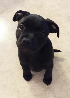 a small black dog sitting on top of a white floor