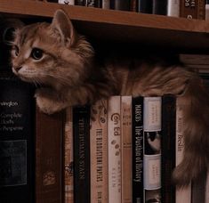 a cat sitting on top of a bookshelf next to a bunch of books