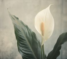 a white flower with large green leaves in front of a gray wall and grey background