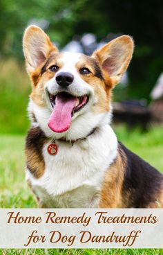 a dog sitting in the grass with its tongue out