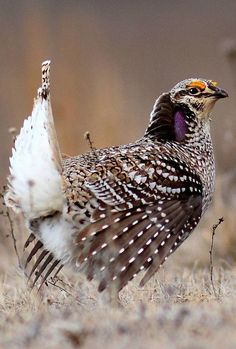 a brown and white bird standing on top of dry grass