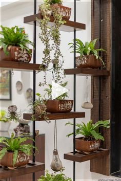 some plants are hanging from shelves in a room