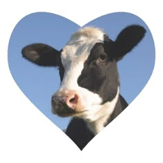 a black and white cow looking at the camera with a heart shaped sticker on it