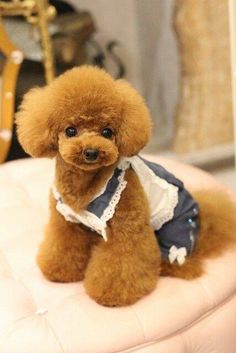 a brown poodle sitting on top of a white ottoman