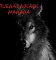 a black and white photo of a wolf with the words buenas noches manada