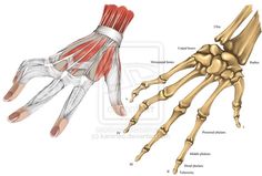 an image of the muscles and their functions