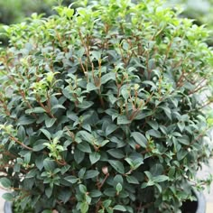 a potted plant with green leaves in it