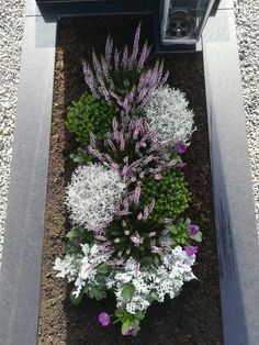 the purple and white flowers are growing in the ground next to a black box with a clock on it