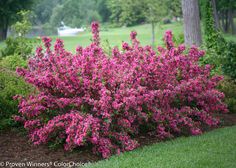 pink flowers are blooming in the grass near some trees and bushes on a golf course