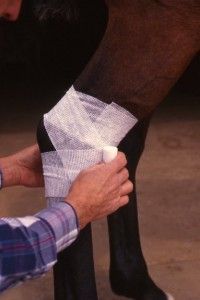 When to bandage or leave open?  Equus Horse Rehabilitation, Equine Therapy