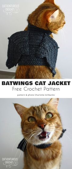 two pictures of cats wearing sweaters with caption saying batwings cat jacket free crochet pattern