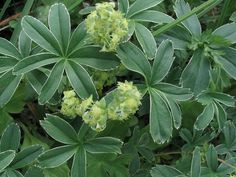 some green leaves and yellow flowers in the grass