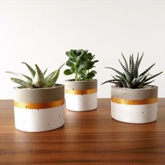 three succulent plants in cement pots on a wooden table with the words may above them