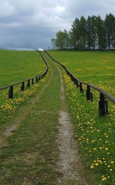 a dirt road in the middle of a green field with yellow dandelions on both sides