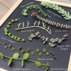 the plant life cycle is displayed on a blackboard with green leaves and other plants