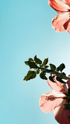 two pink flowers against a blue sky with green leaves on the top and bottom branches