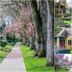 several different pictures of trees and houses in the same area, including one with pink flowers