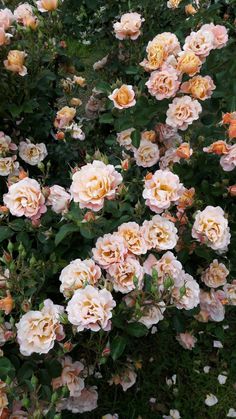 some very pretty pink and yellow flowers in the bushes