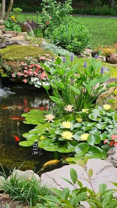 a pond filled with lots of water lilies