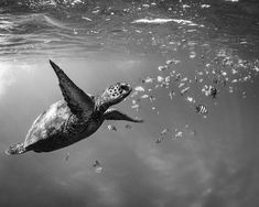 a black and white photo of a turtle swimming in the ocean with fish around it